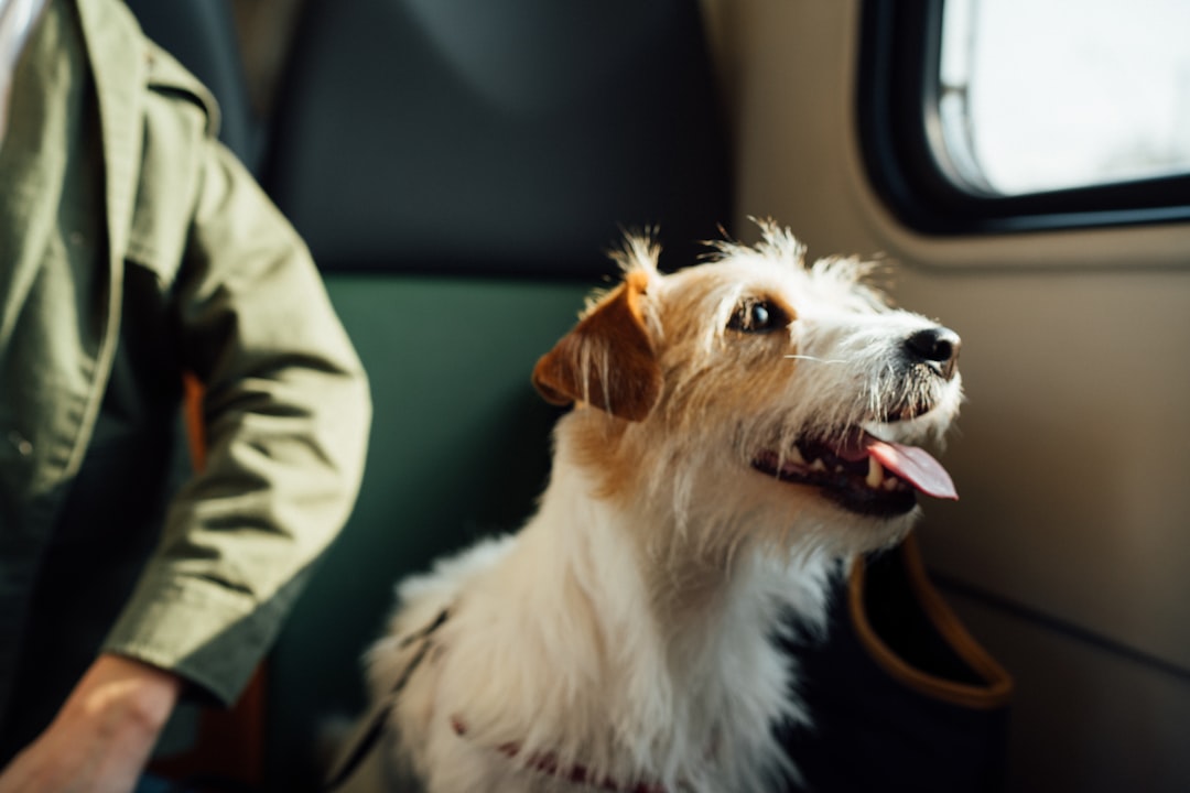 Dog traveling